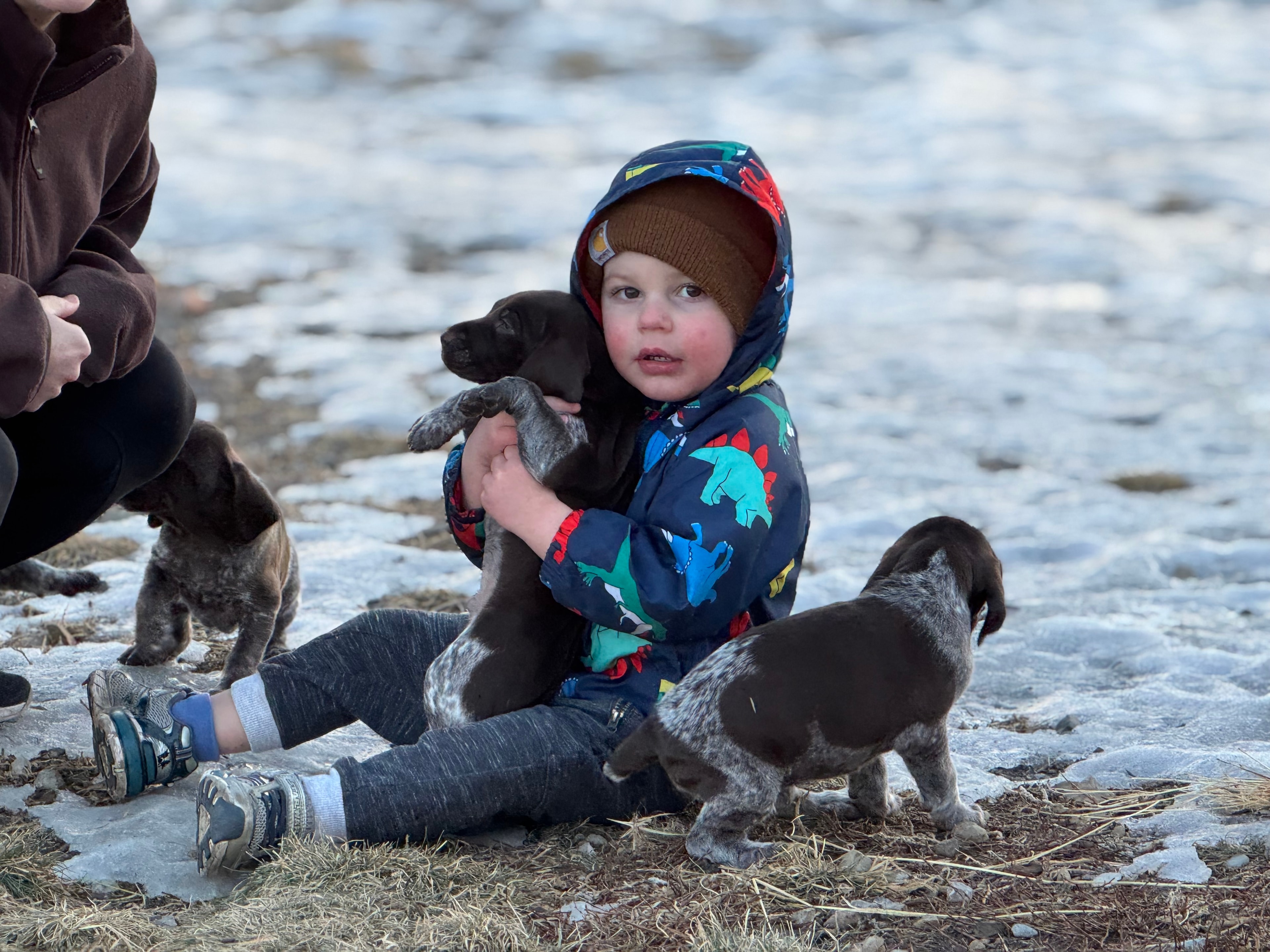 Child holding a puppy while other puppies explore snowy ground