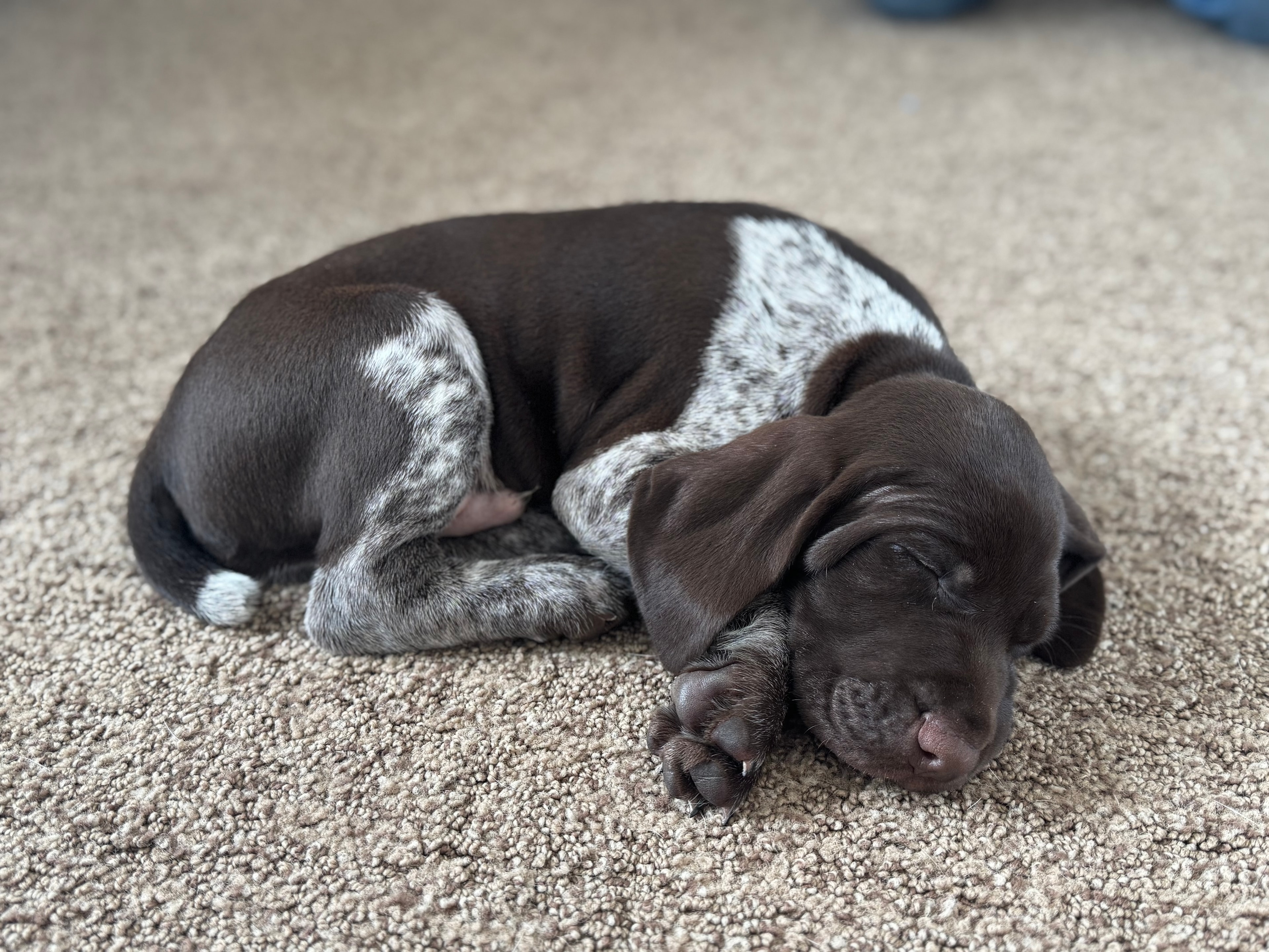 Brown and white puppy sleeping on a carpet