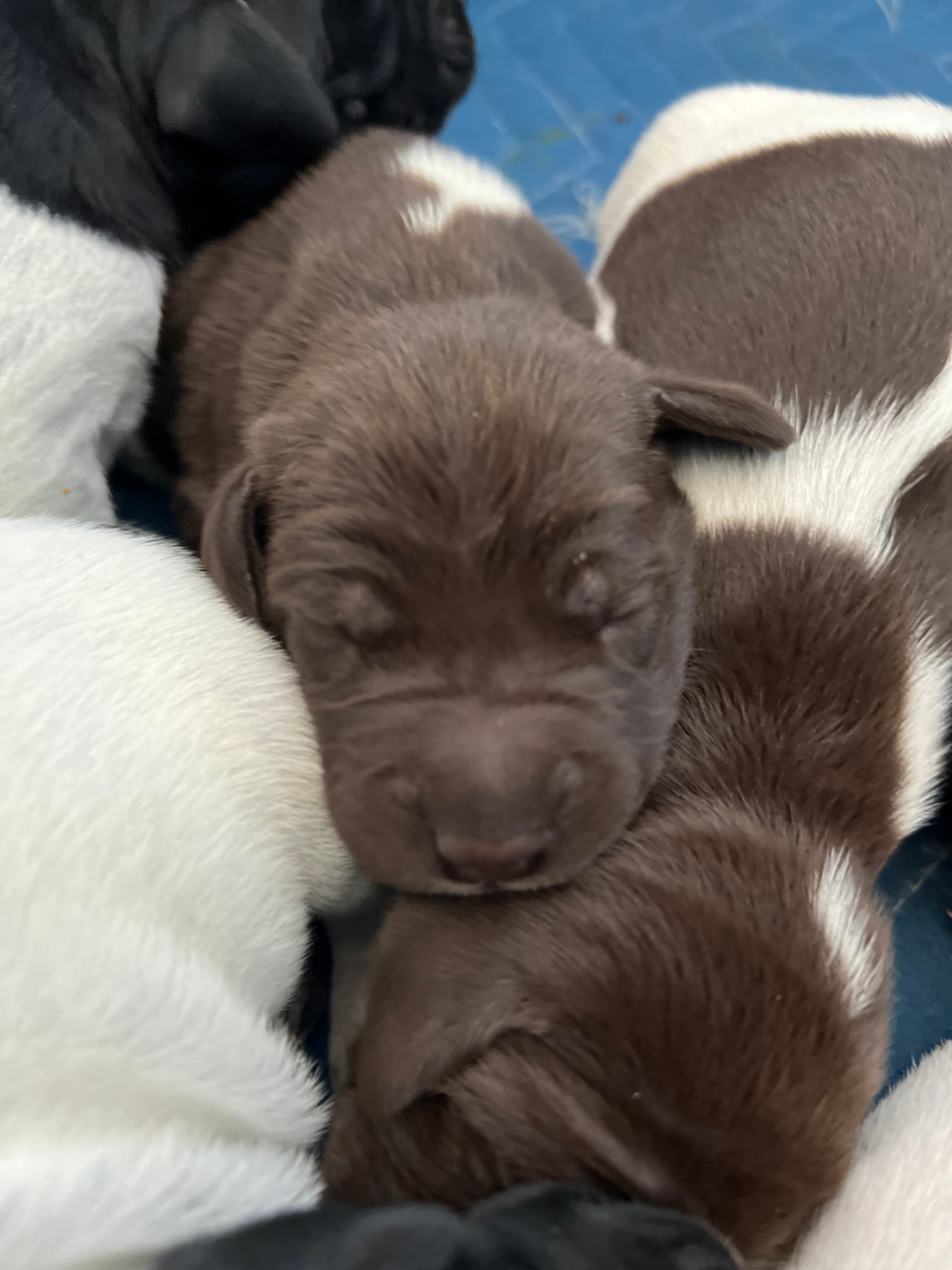 Sleeping brown and white newborn puppy