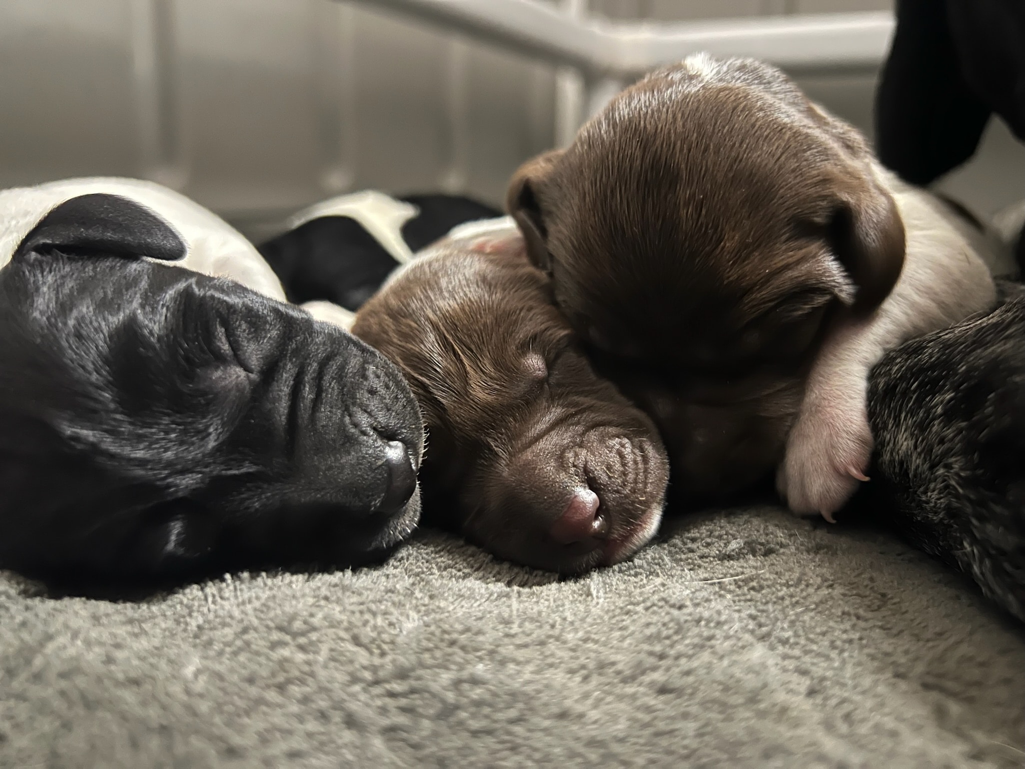 Newborn puppies sleeping together