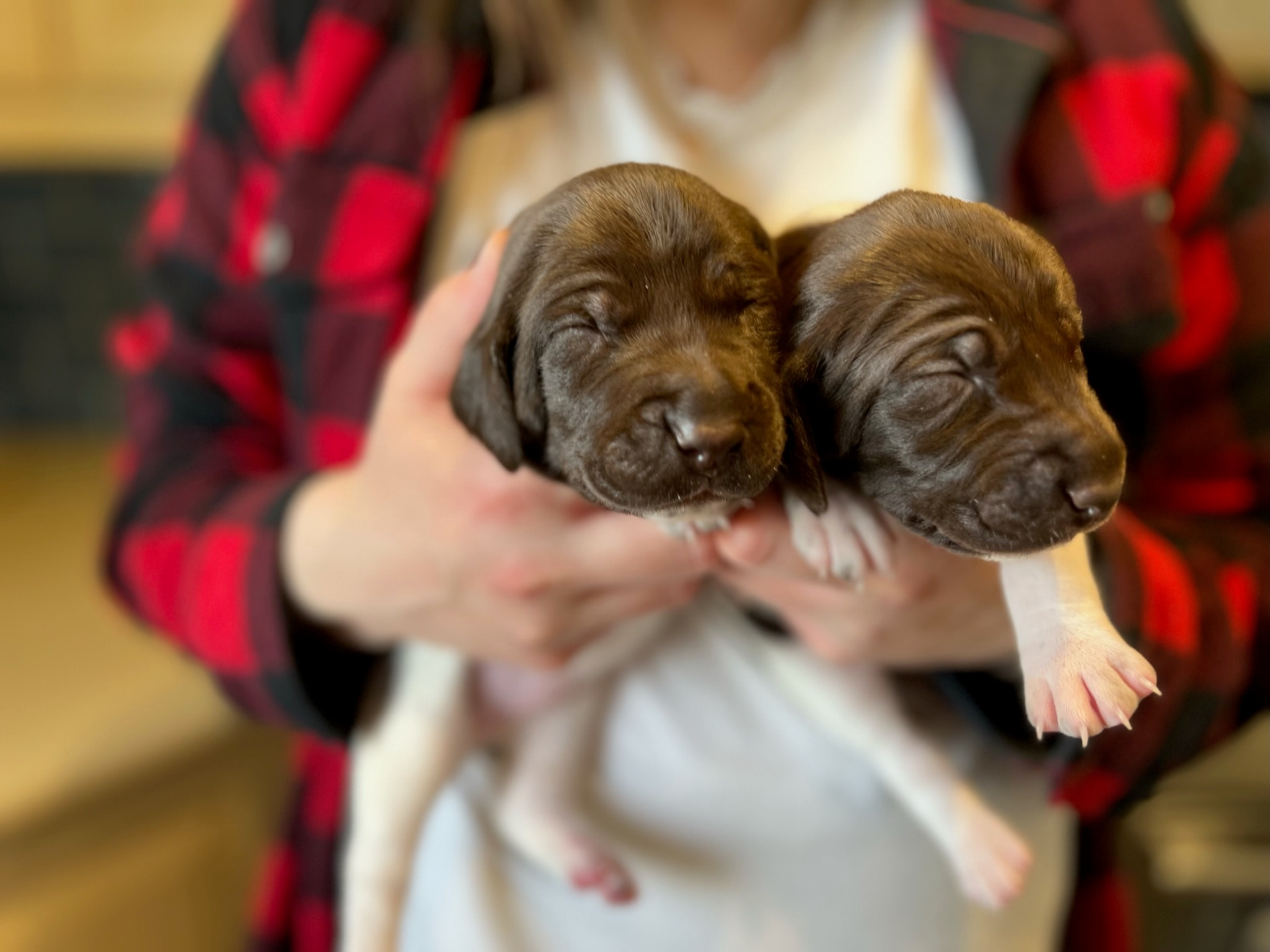 Two newborn puppies being held