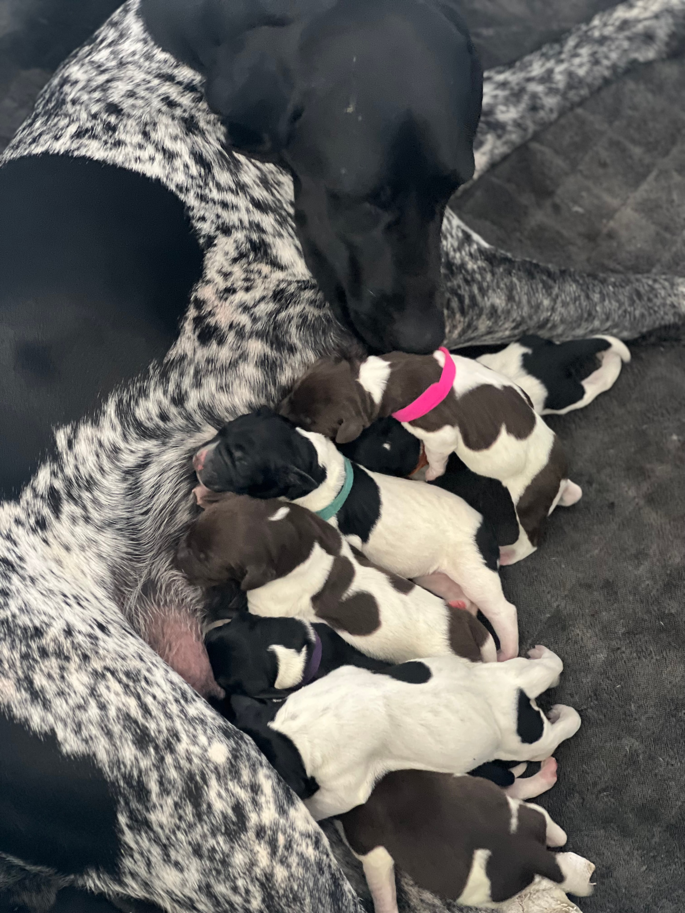 Mother dog resting with her newborn litter