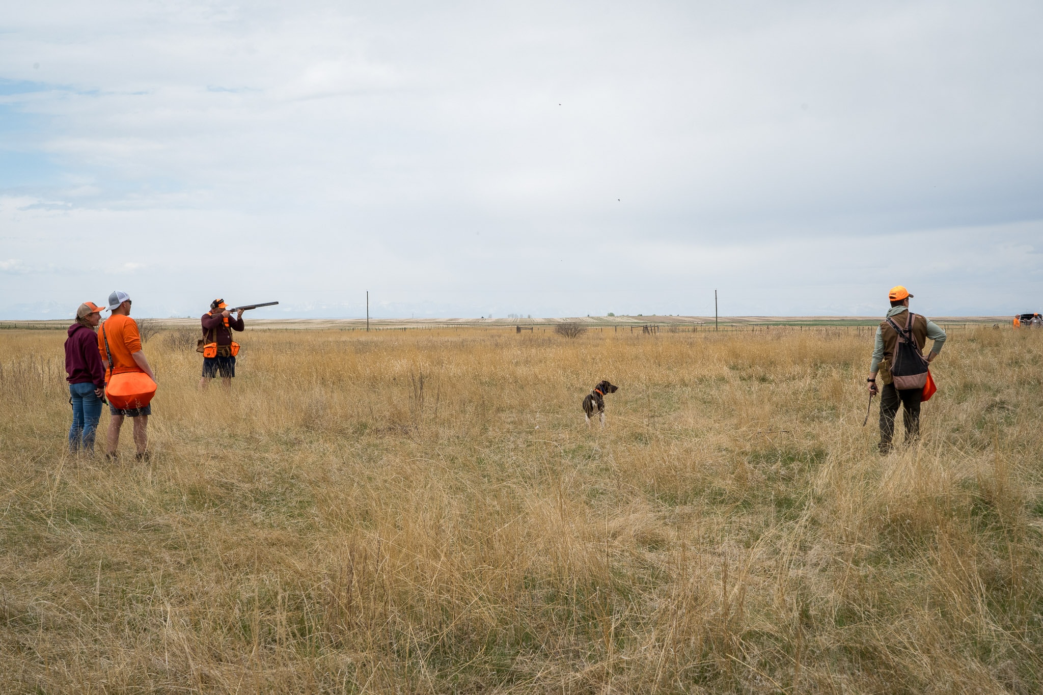 Westrock Kennels dog training in the field