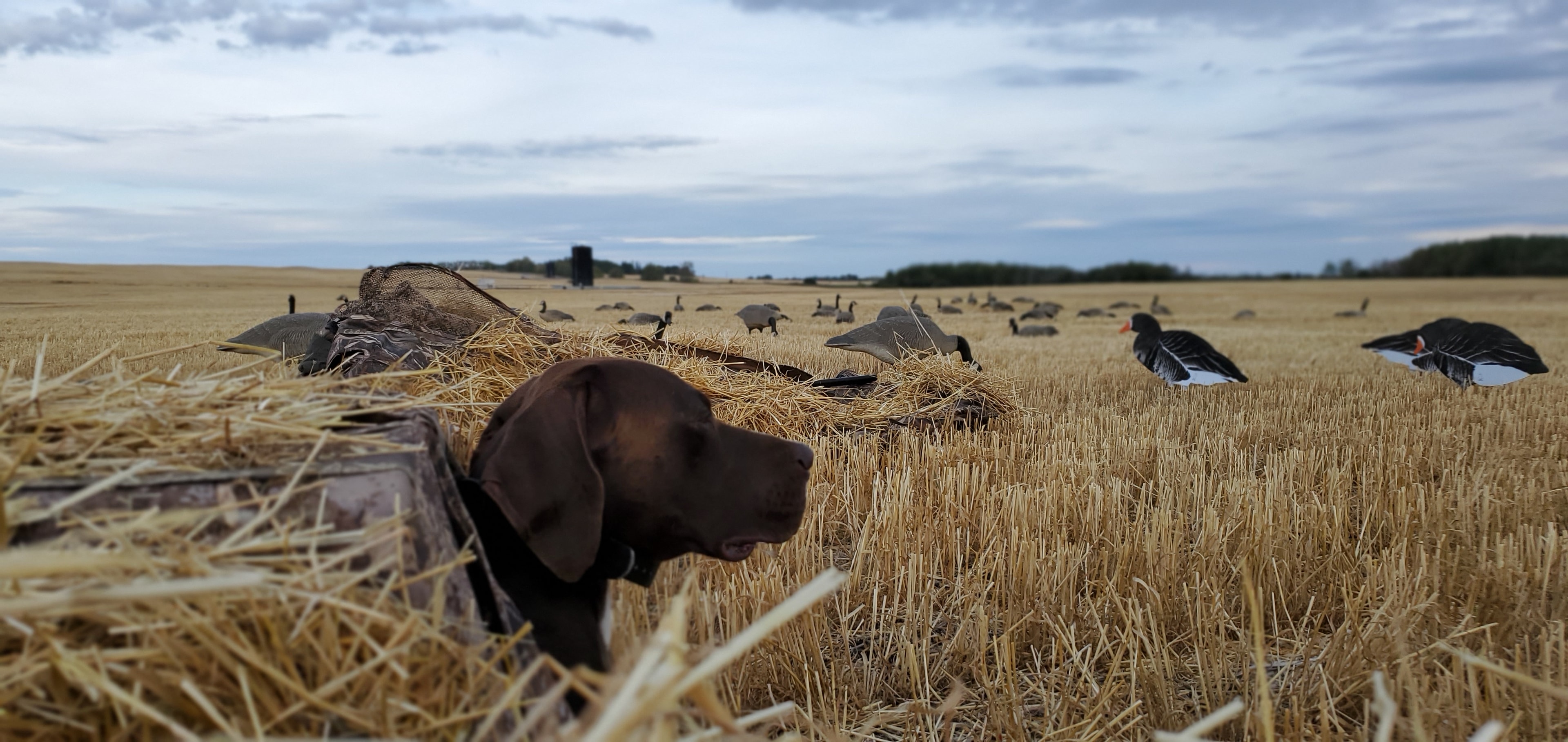 Bird dog training at Westrock Kennels