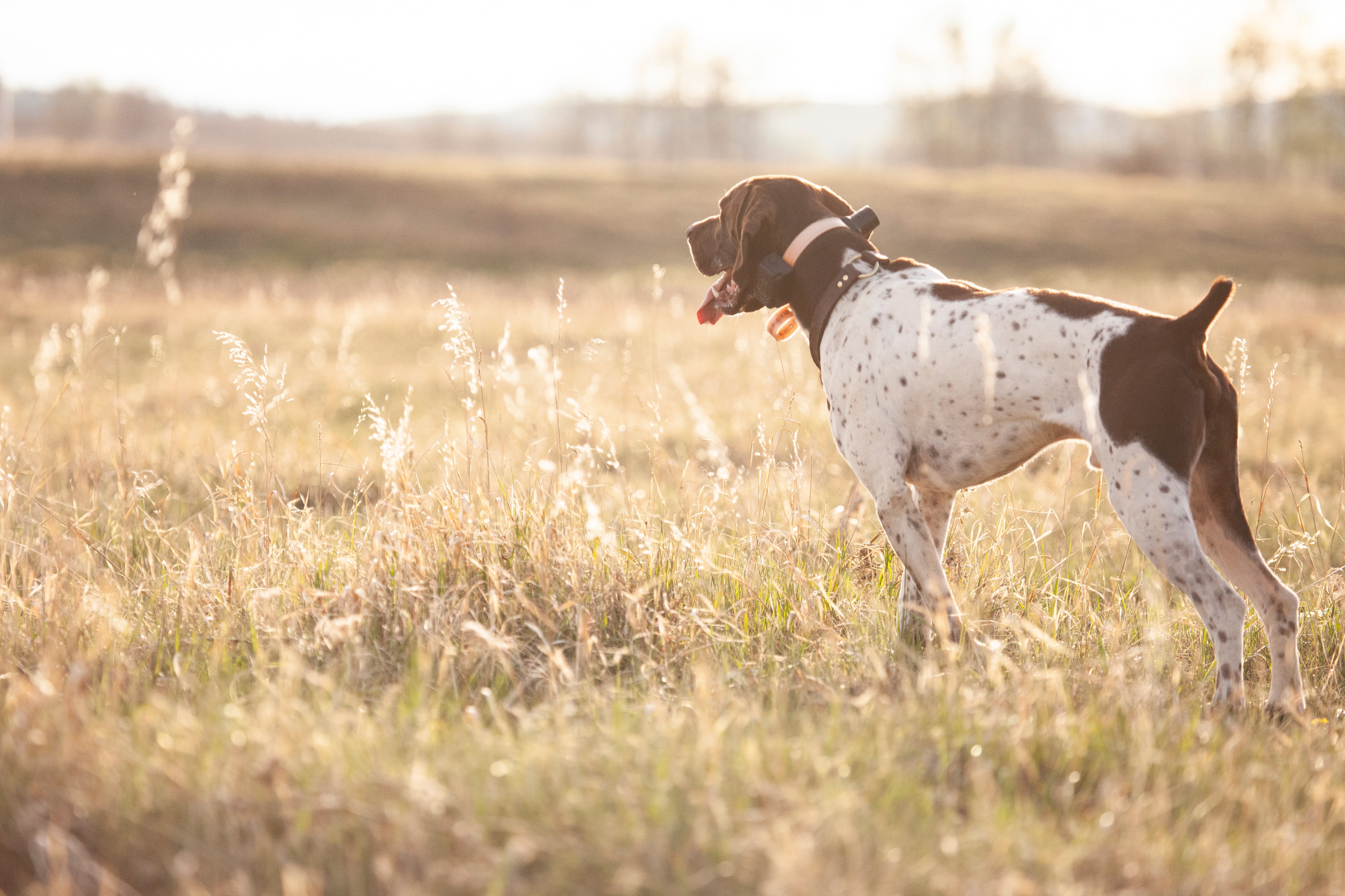 Westrock Kennels field training